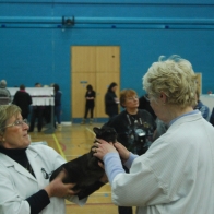 4 Gr Ch Maharani Verity Browne