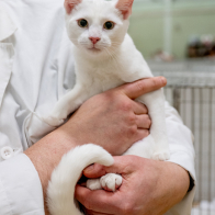 GCCF Shropshire 26-1