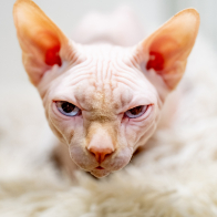 GCCF Shropshire 26-10