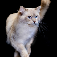 GCCF Shropshire 26-112