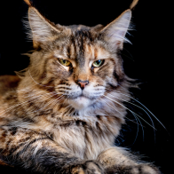 GCCF Shropshire 26-117