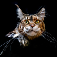 GCCF Shropshire 26-119