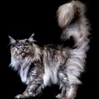 GCCF Shropshire 26-122