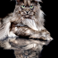 GCCF Shropshire 26-125