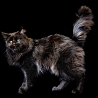 GCCF Shropshire 26-131