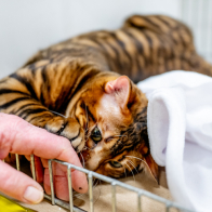 GCCF Shropshire 26-14