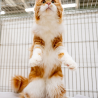 GCCF Shropshire 26-19