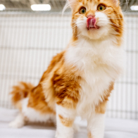 GCCF Shropshire 26-20