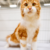 GCCF Shropshire 26-21