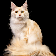 GCCF Shropshire 26-25