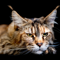 GCCF Shropshire 26-32