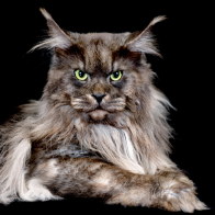 GCCF Shropshire 26-35