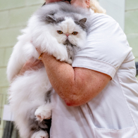 GCCF Shropshire 26-40