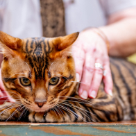 GCCF Shropshire 26-45