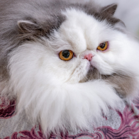 GCCF Shropshire 26-50