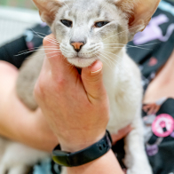 GCCF Shropshire 26-51