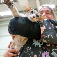 GCCF Shropshire 26-52