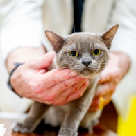 GCCF Shropshire 26-54