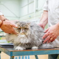 GCCF Shropshire 26-61