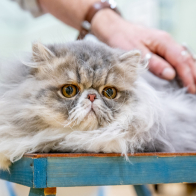 GCCF Shropshire 26-62