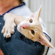 GCCF Shropshire 26-68