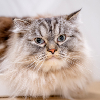 GCCF Shropshire 26-79