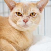 GCCF Shropshire 26-84