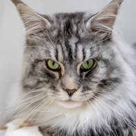 GCCF Shropshire 26-88