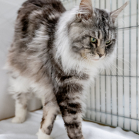 GCCF Shropshire 26-89