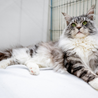 GCCF Shropshire 26-90