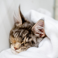 GCCF Shropshire 26-91