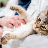 GCCF Shropshire 26-97